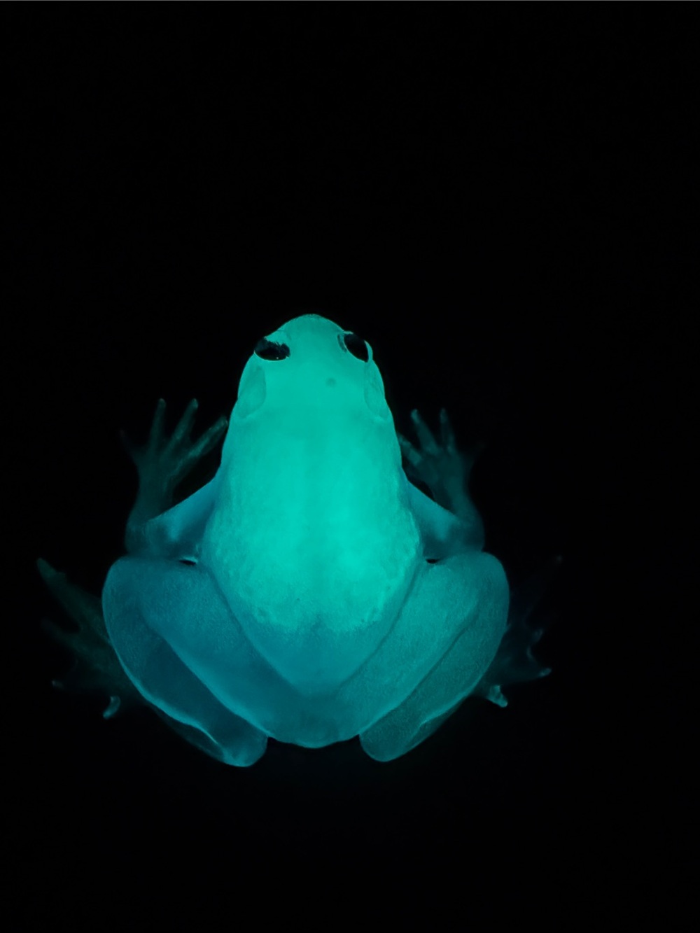 Handmade Glow-in-the-Dark Frog - Picture 2 of 6